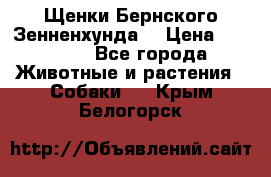 Щенки Бернского Зенненхунда  › Цена ­ 40 000 - Все города Животные и растения » Собаки   . Крым,Белогорск